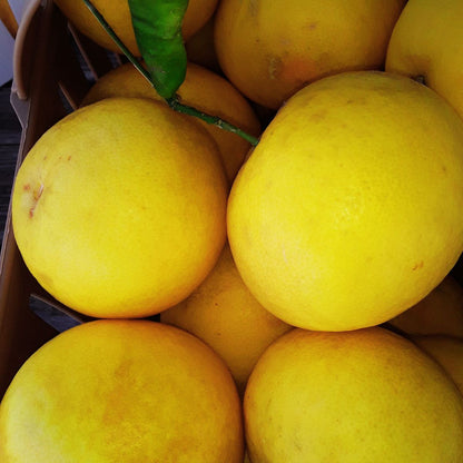 Lemons | Tangy, Fresh, & Bursting with Health Benefits