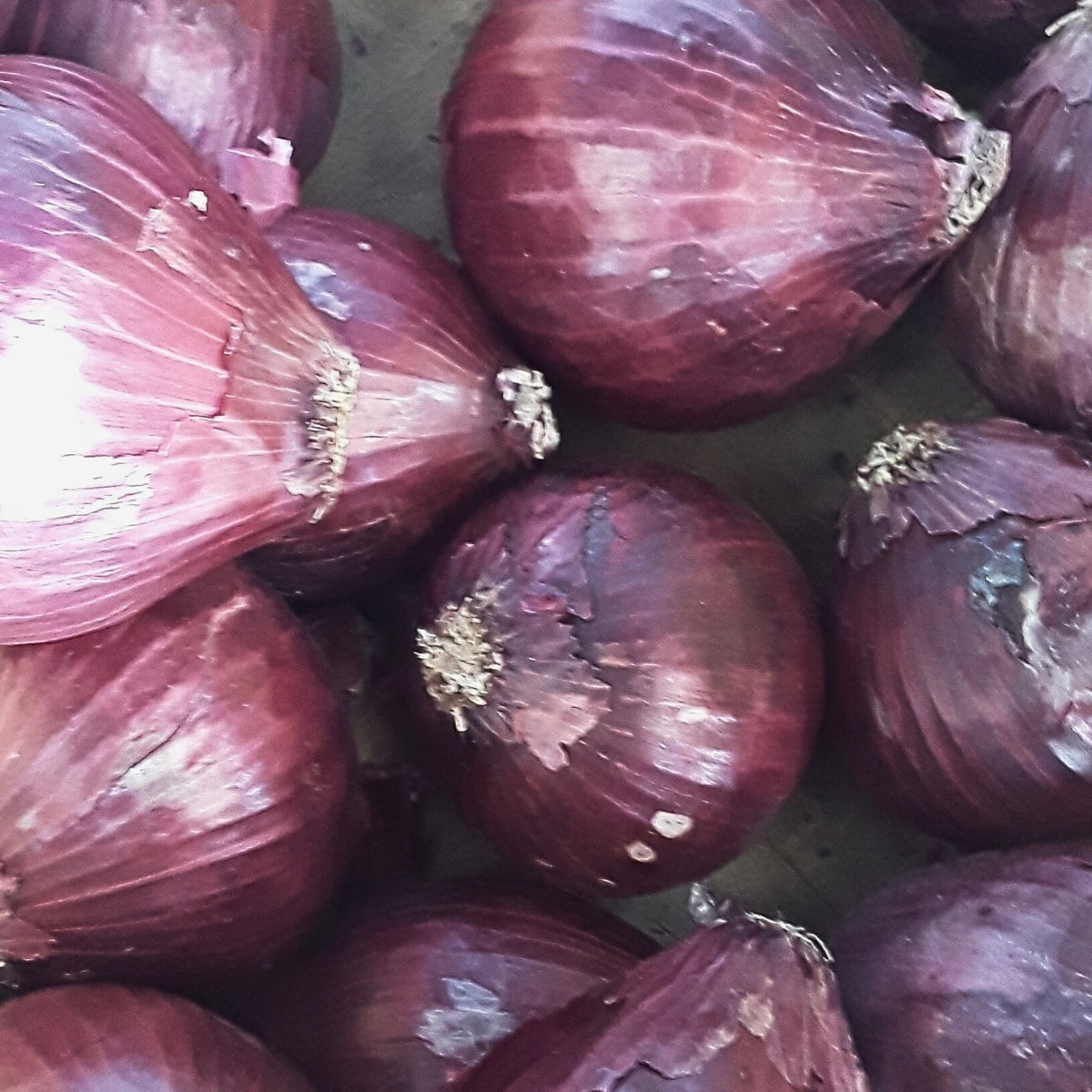 Onions | Colorful and Spicy Flavor for Fresh Recipes