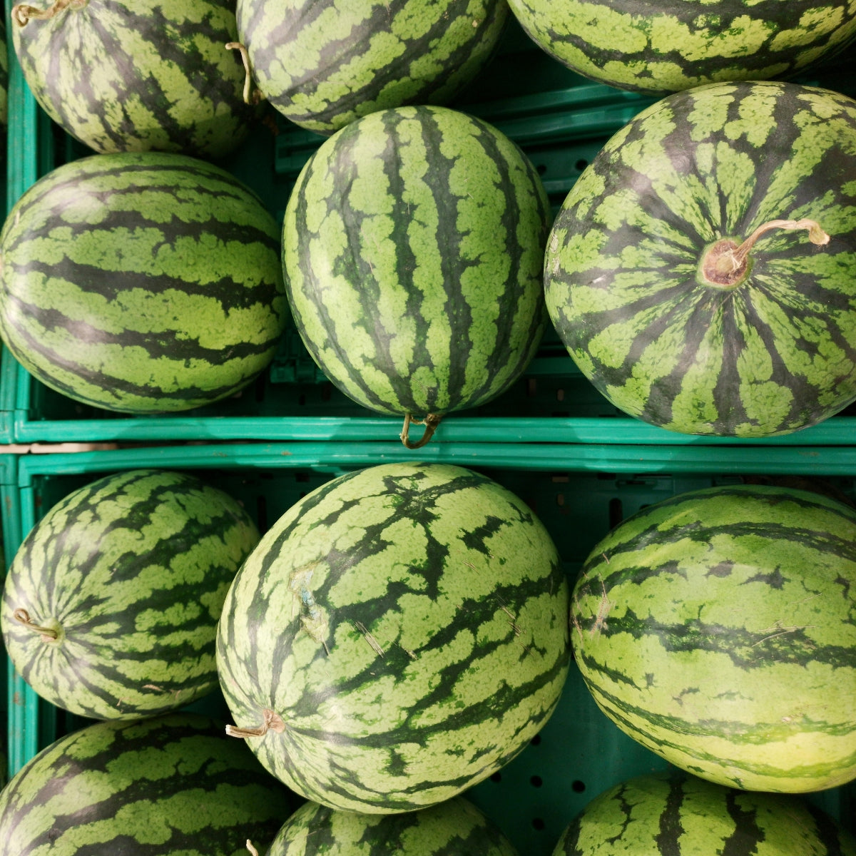 Watermelon | Refreshing Summer Fruit