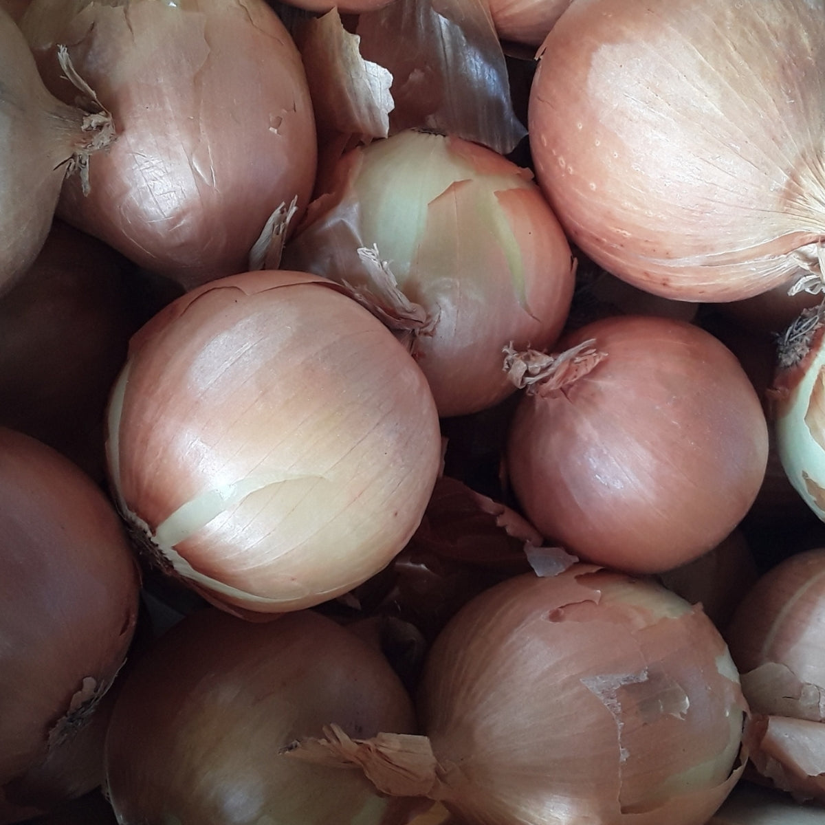 Onions | Colorful and Spicy Flavor for Fresh Recipes