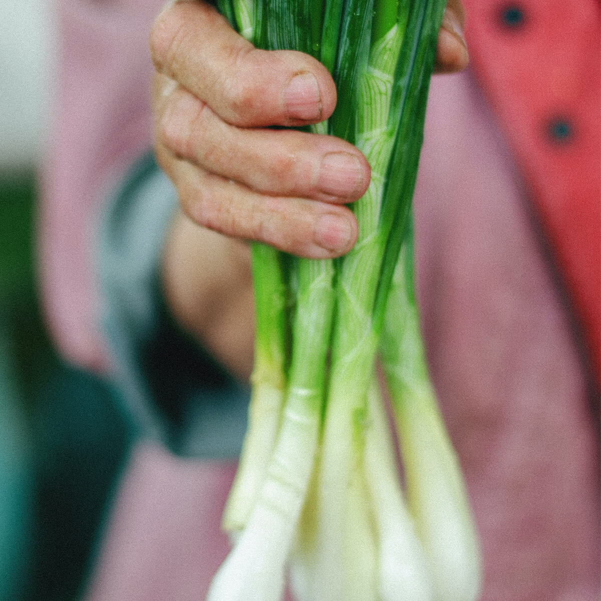 Affordable Green Onions