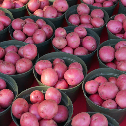 Potatoes red | Thin, Subtly Colorful Perfect Side Dish