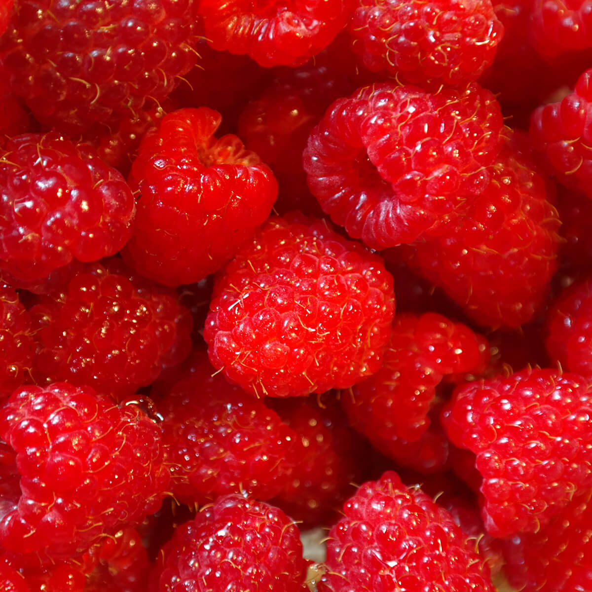 Fiber Rich Raspberries