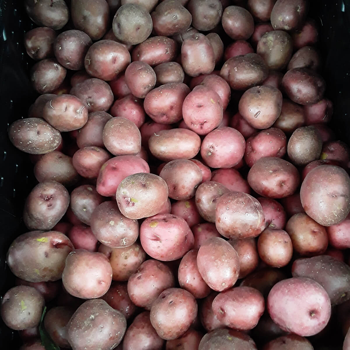 Potatoes red | Thin, Subtly Colorful Perfect Side Dish