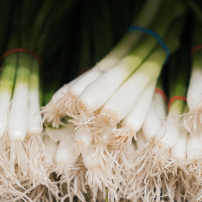 Nutritious Green Onions