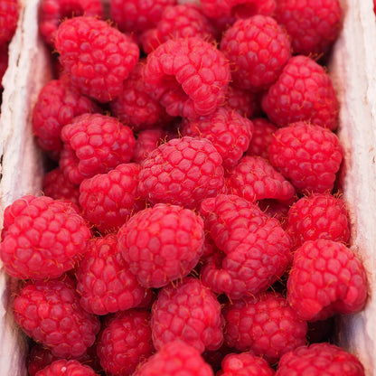 Nutritious Raspberries